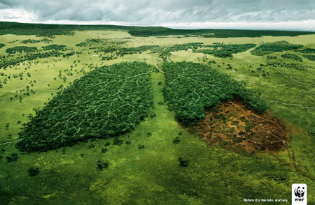 Arboles y deforestacion